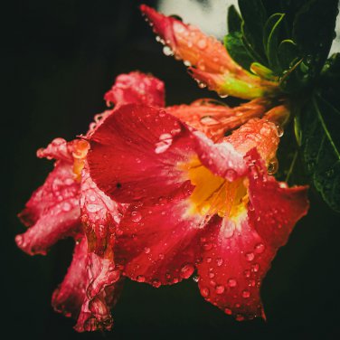 Bright Red Adenium Desert Rose Flower - 2 Seeds