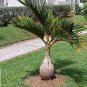 Bottle Palm - 20 Seeds