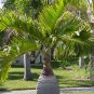 Bottle Palm - 20 Seeds