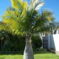 Bottle Palm - 20 Seeds
