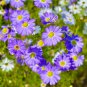 Brachycome Swan River Daisy Mixed Flowers - 20 Seeds