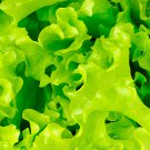 Buttercrunch Lettuce - 20 Seeds