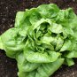 Buttercrunch Lettuce - 20 Seeds