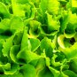 Buttercrunch Lettuce - 20 Seeds