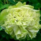 Chinese Peony Tree Light Green Ball Type Flowers - 20 Seeds