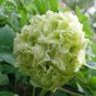 Chinese Peony Tree Light Green Ball Type Flowers - 20 Seeds