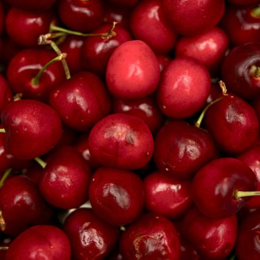 Chinese Red Sweet Cherry Fruit - 20 Seeds