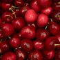 Chinese Red Sweet Cherry Fruit - 20 Seeds