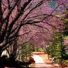 Bonsai Pinkish Red Japanese Sakura Cherry Blossoms Flower - 20 Seeds