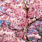 Bonsai Pinkish Red Japanese Sakura Cherry Blossoms Flower - 20 Seeds