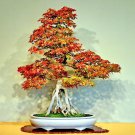 Bonsai Trident Maple - 20 Seeds Bonsai Trident Maple - 20 Seeds