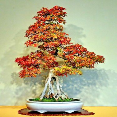 Bonsai Trident Maple  - 20 Seeds