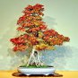Bonsai Trident Maple  - 20 Seeds