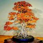 Bonsai Trident Maple  - 20 Seeds