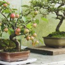 BonsaiCourtyard DIY Fun Fruit and Vegetable Planting Bonsai - 200 Seeds BonsaiCourtyard DIY Fun Fruit and Vegetable Planting Bonsai - 200 Seeds