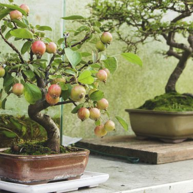 BonsaiCourtyard DIY Fun Fruit and Vegetable Planting Bonsai - 200 Seeds
