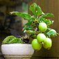 BonsaiCourtyard DIY Fun Fruit and Vegetable Planting Bonsai - 200 Seeds