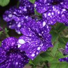 Bonsai Petunia Garden Bonsai Moon Night Sky Double Purple Flowers - 200 Seeds Bonsai Petunia Garden Bonsai Moon Night Sky Double Purple Flowers - 200 Seeds