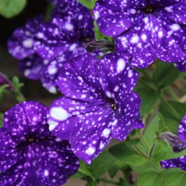 Bonsai Petunia Garden Bonsai Moon Night Sky Double Purple Flowers - 200 Seeds
