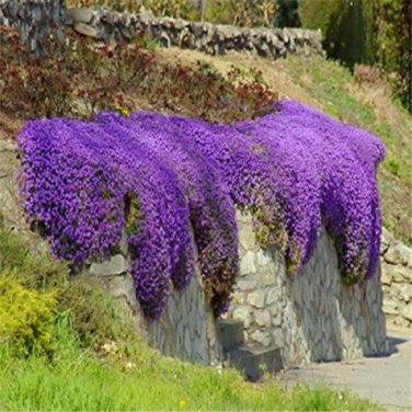 Bonsai Rock Cress Flower Climbing Plant Creeping Thyme Flores - 200 Seeds