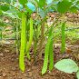 Brazil Nut Sword Bean Vegetable Organic - 3 Seeds