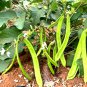 Brazil Nut Sword Bean Vegetable Organic - 3 Seeds