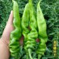 'Chitterlings' Green Red Hot Pepper Vegetable - 30 Seeds