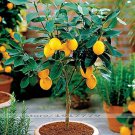 Bonsai Yellow Green Lemon Tree - 30 Seeds