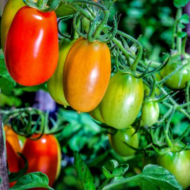 Bright Yellow Cherry Tomato 'Saintess' Organic - 300 Seeds