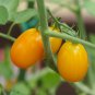 Bright Yellow Cherry Tomato 'Saintess' Organic - 300 Seeds