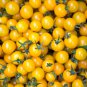 Bright Yellow Cherry Tomato 'Saintess' Organic - 300 Seeds