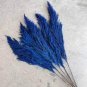 Bulish Black Pampas Grass - 400 Seeds