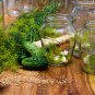 Boston Pickling Cucumber - 5 Seeds