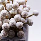 Brunia albiflora Brunia Laevis Garden Plants - 5 Seeds Brunia albiflora Brunia Laevis Garden Plants - 5 Seeds
