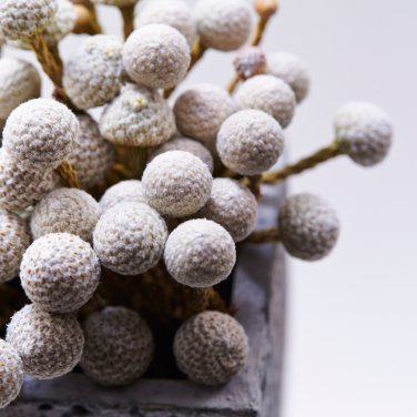 Brunia albiflora Brunia Laevis Garden Plants - 5 Seeds