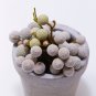 Brunia albiflora Brunia Laevis Garden Plants - 5 Seeds