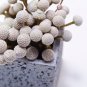 Brunia albiflora Brunia Laevis Garden Plants - 5 Seeds