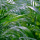 Chrysalidocarpus Lutescens Home Decoration Areca Palm - 5 Seeds Chrysalidocarpus Lutescens Home Decoration Areca Palm - 5 Seeds