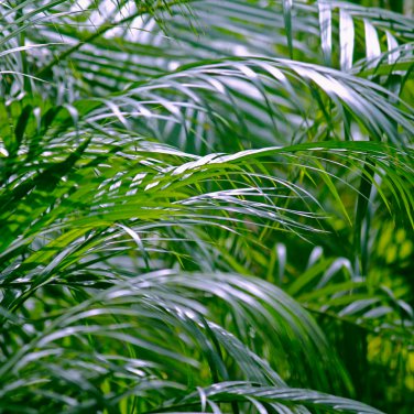 Chrysalidocarpus Lutescens Home Decoration Areca Palm - 5 Seeds