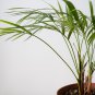 Chrysalidocarpus Lutescens Home Decoration Areca Palm - 5 Seeds