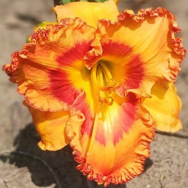 Bonsai Unique Daylilies Hemerocallis Fulva Day Lily Flower Mixed Color - 50 Seed
