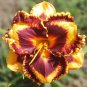 Bonsai Unique Daylilies Hemerocallis Fulva Day Lily Flower Mixed Color - 50 Seed