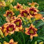 Bonsai Unique Daylilies Hemerocallis Fulva Day Lily Flower Mixed Color - 50 Seed