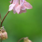 Burnished Rose Pink Aquilegia Columbine - 50 Seeds
