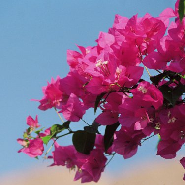 Bougainvillea - 50 Seeds