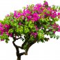 Bougainvillea - 50 Seeds