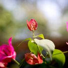 Bougainvillea Colorful Bougainvillea Spectabilis Willd Plant - 50 Seeds