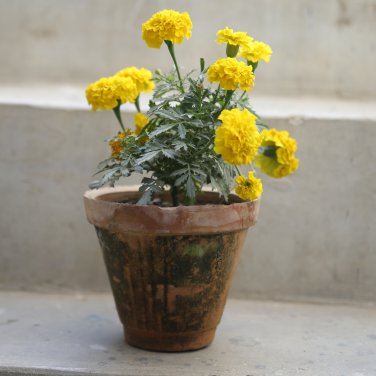 Bright Yellow Potted Marigold - 50 Seeds
