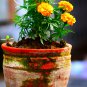 Bright Yellow Potted Marigold - 50 Seeds
