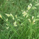 Buchloe Dactyloides Grass - 50 Seeds Buchloe Dactyloides Grass - 50 Seeds